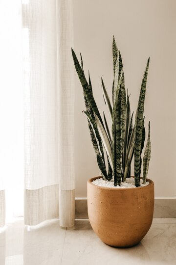 Bring in Plants: Minimalism interior design